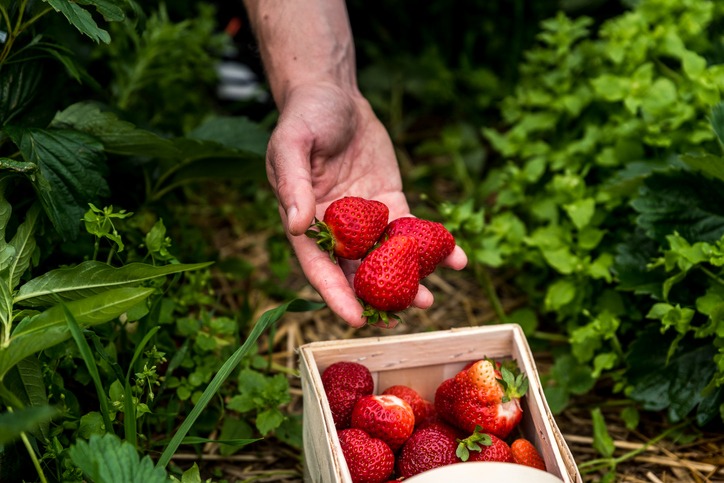 Person picking red strawberries in baskets on strawberry field in summer
