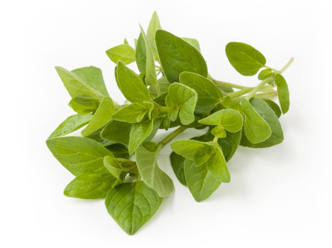 Beauty of nature expressed in this fresh oregano sprig