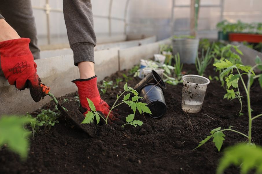 woman with red gloves planting