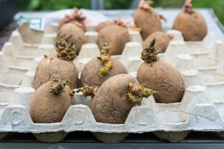 Potato chtting prior to planting out