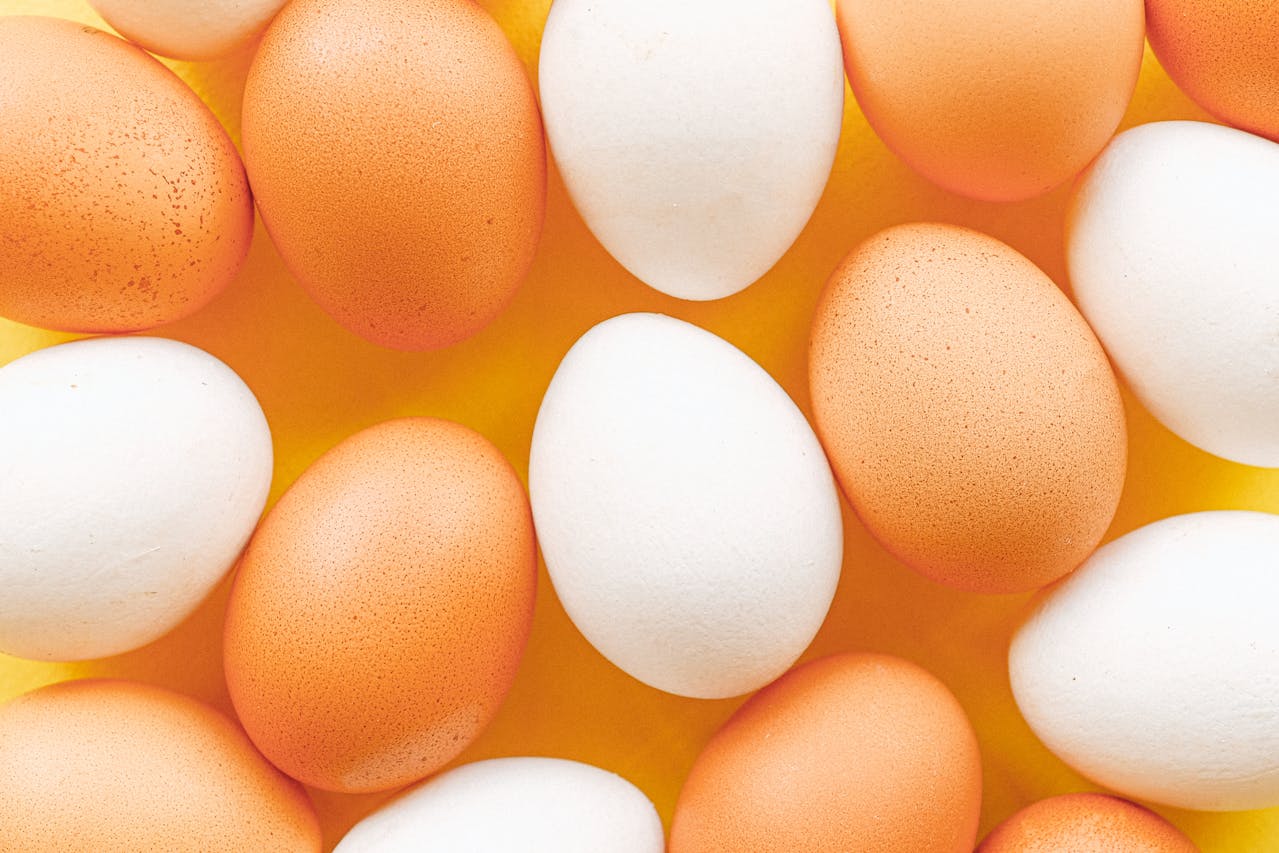 egg
