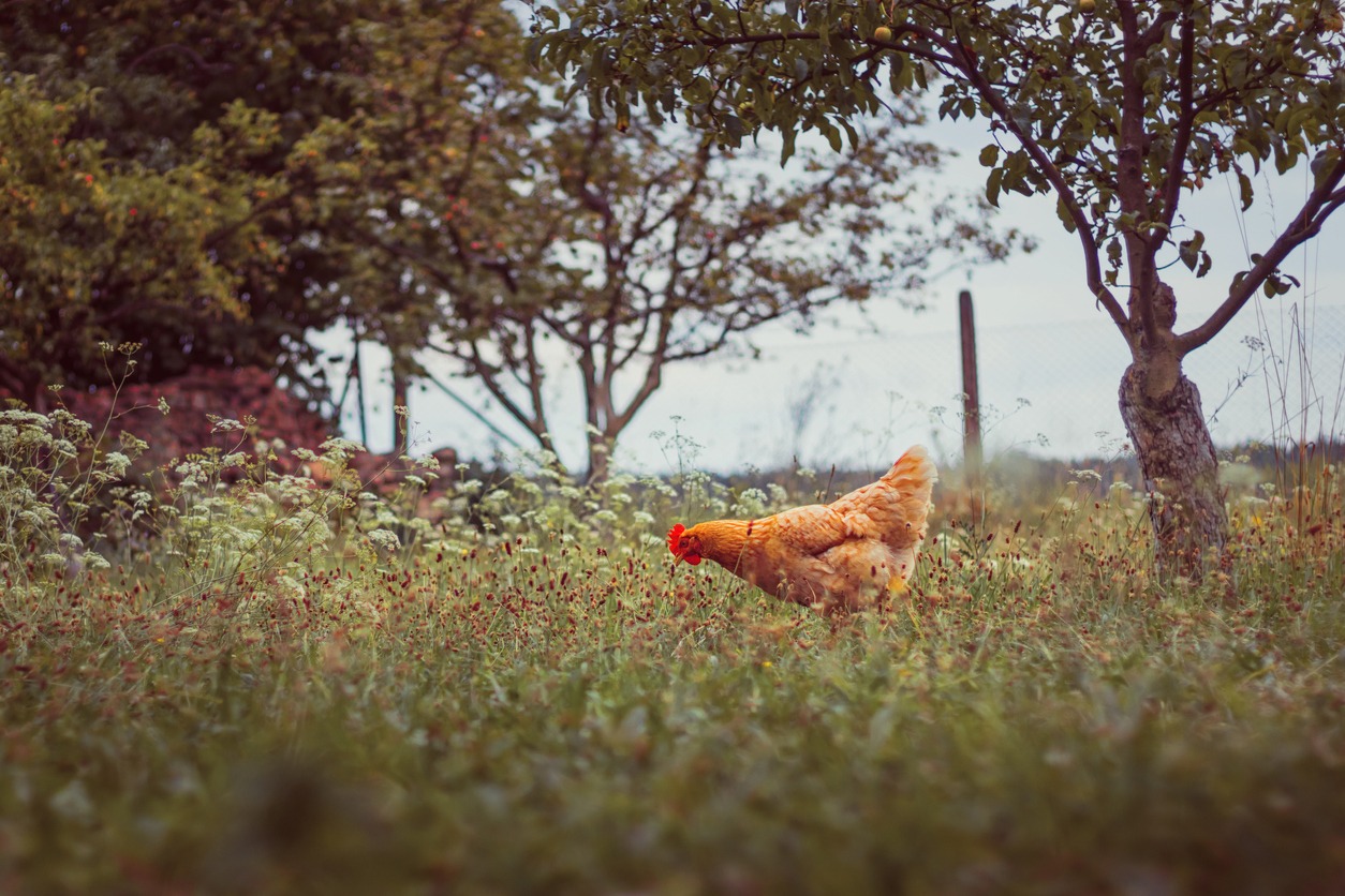 Not protecting them during free-range time