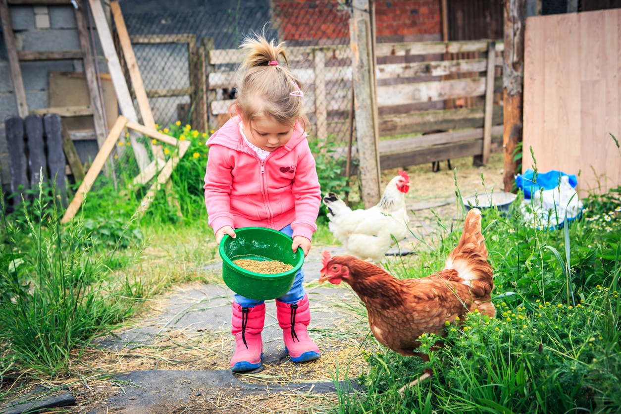 girl child feeding chickens on a barn