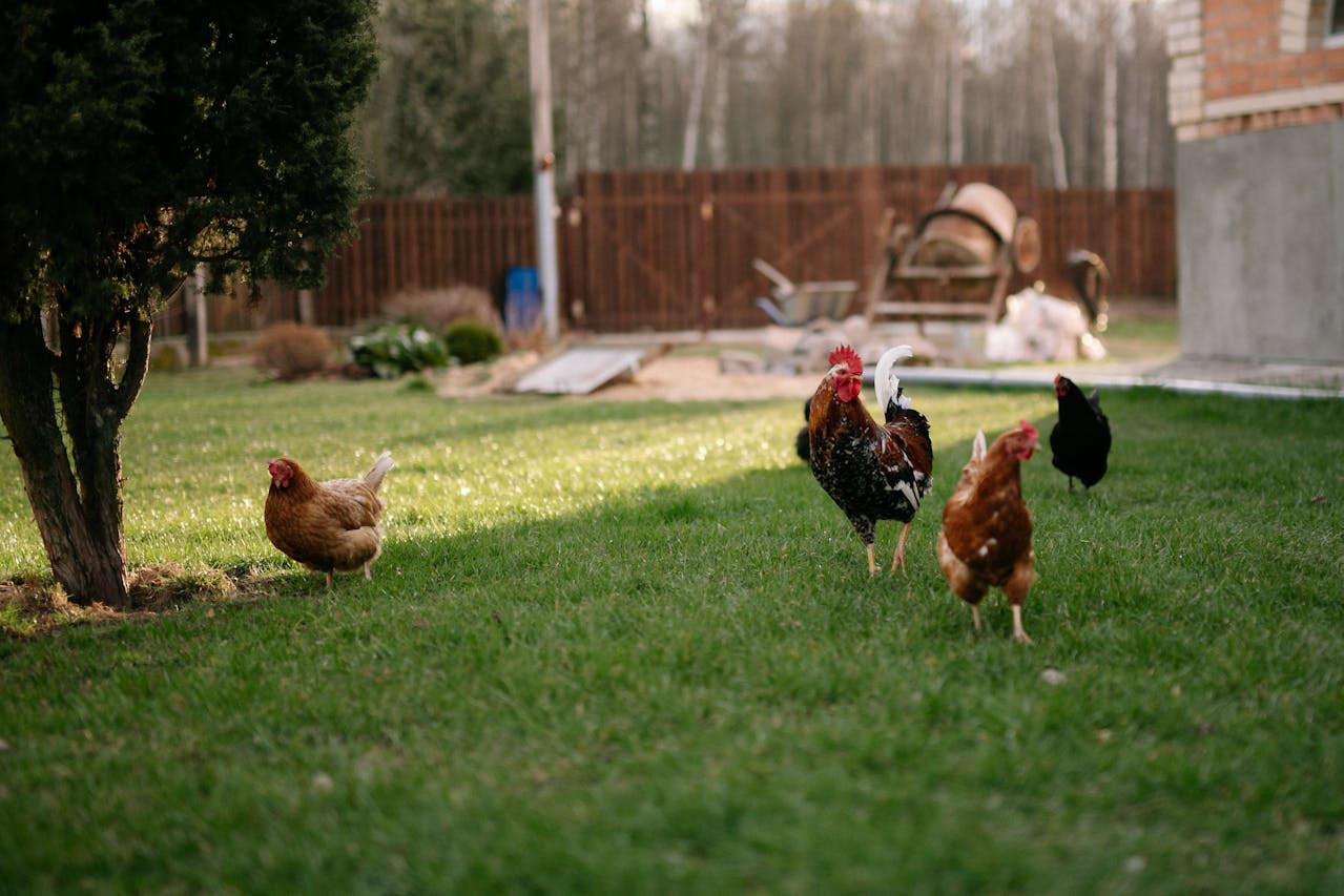hens walking in the yard
