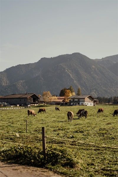 farm animals grazing on a field