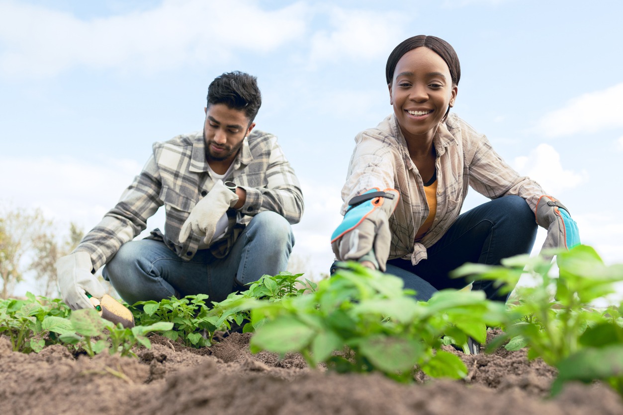 plant vegetables and smile for growth, community garden and green rows