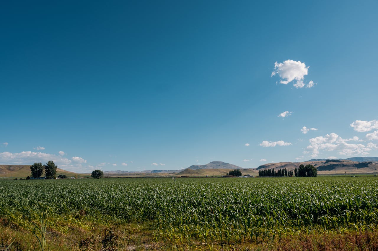 green fields in Boise, Idaho