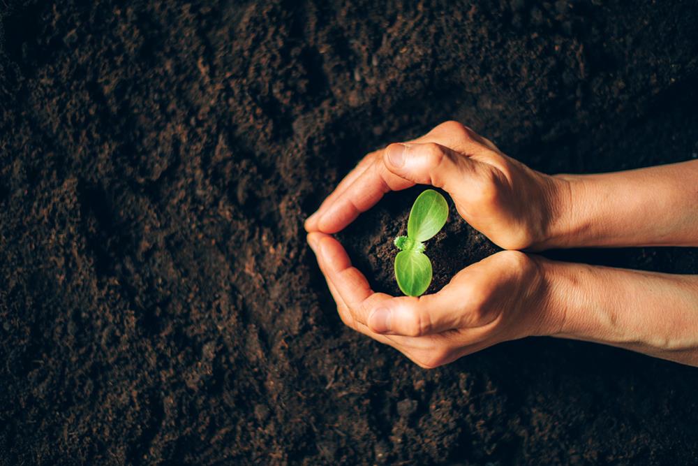 Two hands holding a young plant