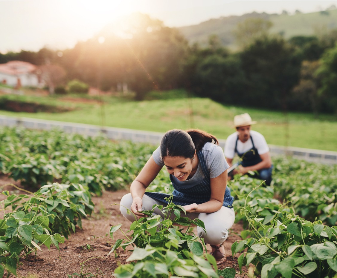 Modern Homesteading in the 21st Century